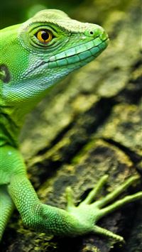 leopard lizards wallpaper