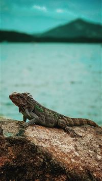 leopard lizards wallpaper