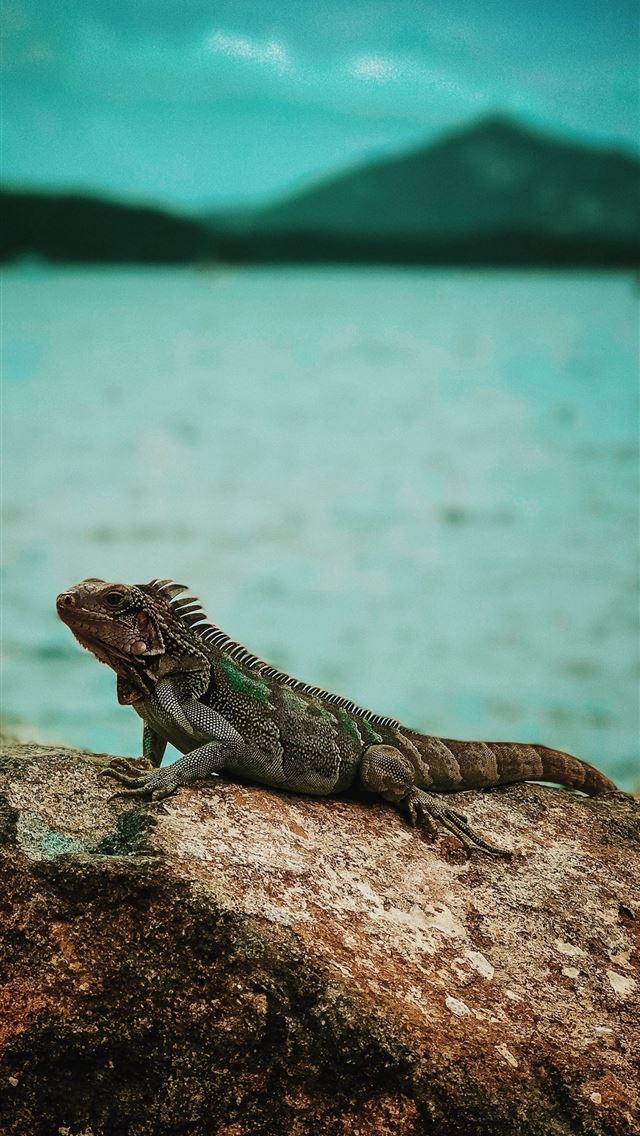 1284x2778 leopard lizards -  iPhone Wallpaper