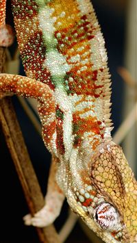 leopard lizards wallpaper