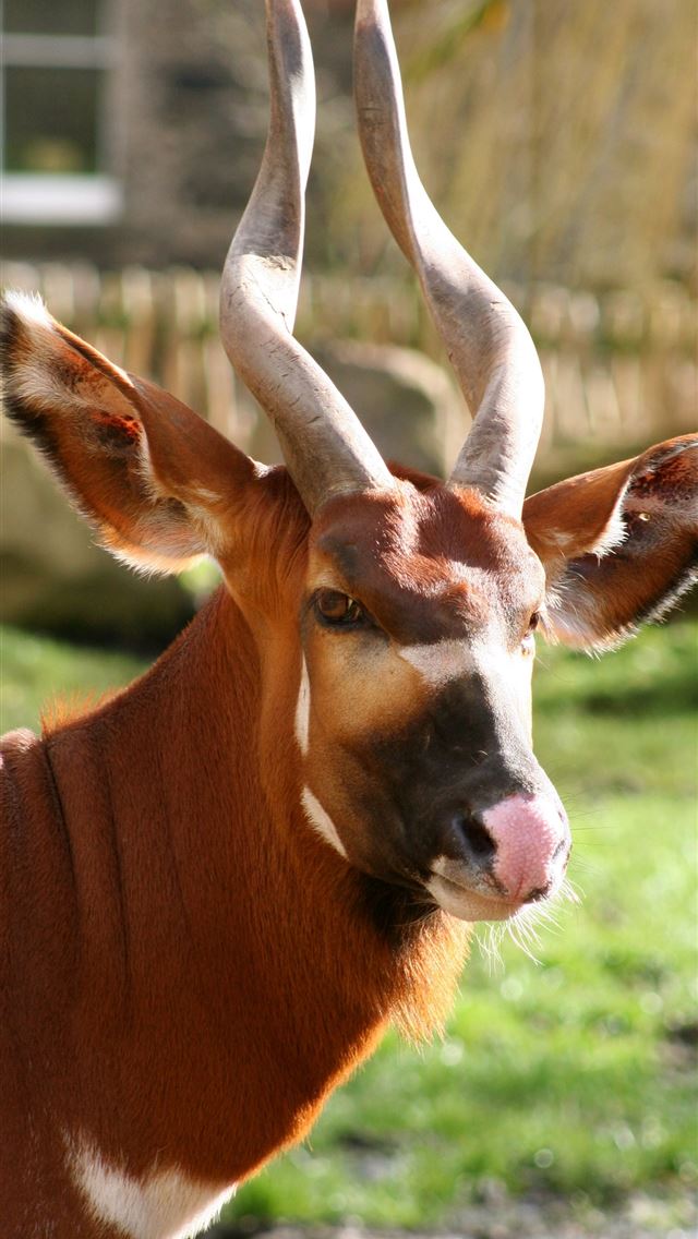 1284x2778 bongo - bongo iPhone Wallpaper