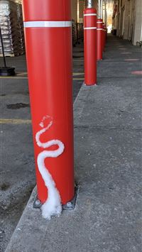 tentacool hd wallpaper