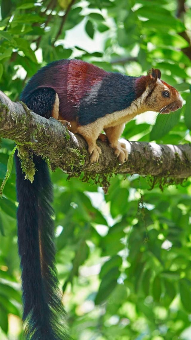 1284x2778 african palm civet -  iPhone Wallpaper