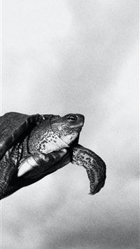 african palm civet wallpaper