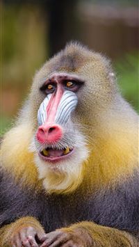 african palm civet wallpaper