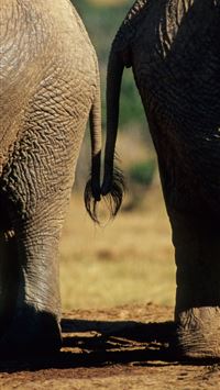 african palm civet wallpaper