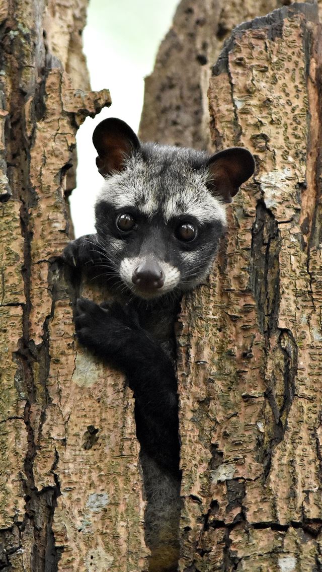 1284x2778 african palm civet -  iPhone Wallpaper