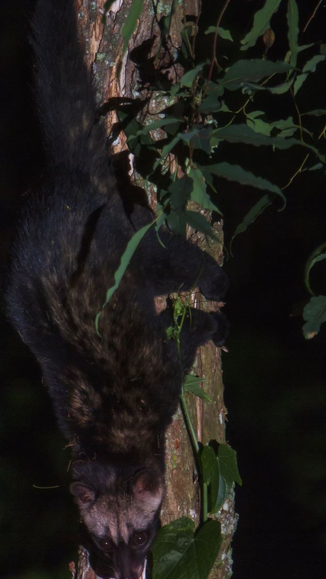 1284x2778 african palm civet -  iPhone Wallpaper