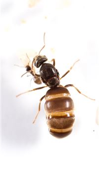 carpenter ant wallpaper