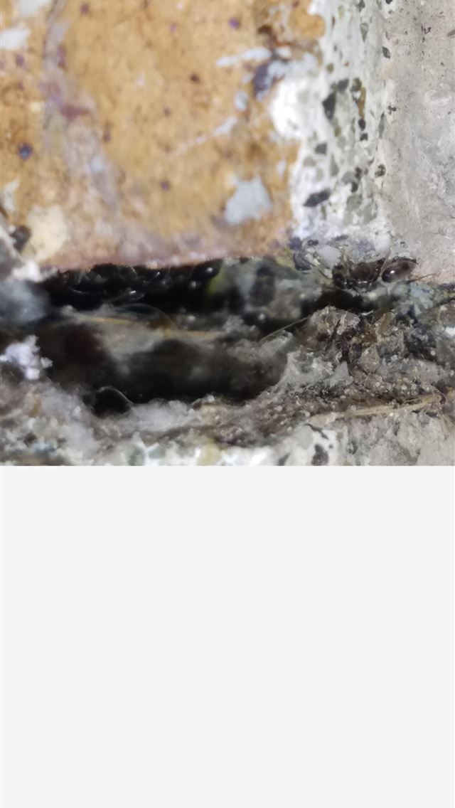 1284x2778 carpenter ant - carpenter ant iPhone Wallpaper