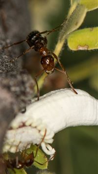 carpenter ant wallpaper