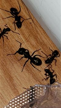 carpenter ant wallpaper