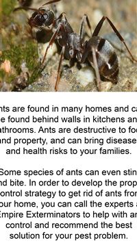 carpenter ant wallpaper