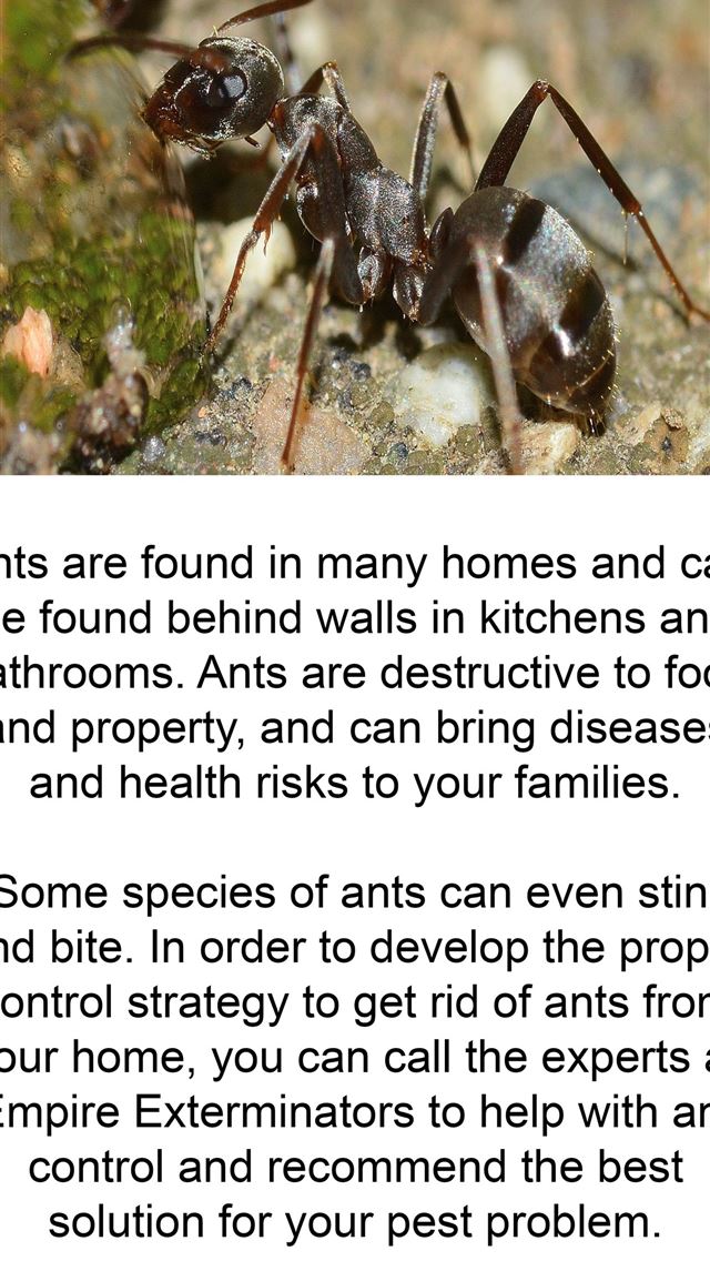 1284x2778 carpenter ant - carpenter ant iPhone Wallpaper