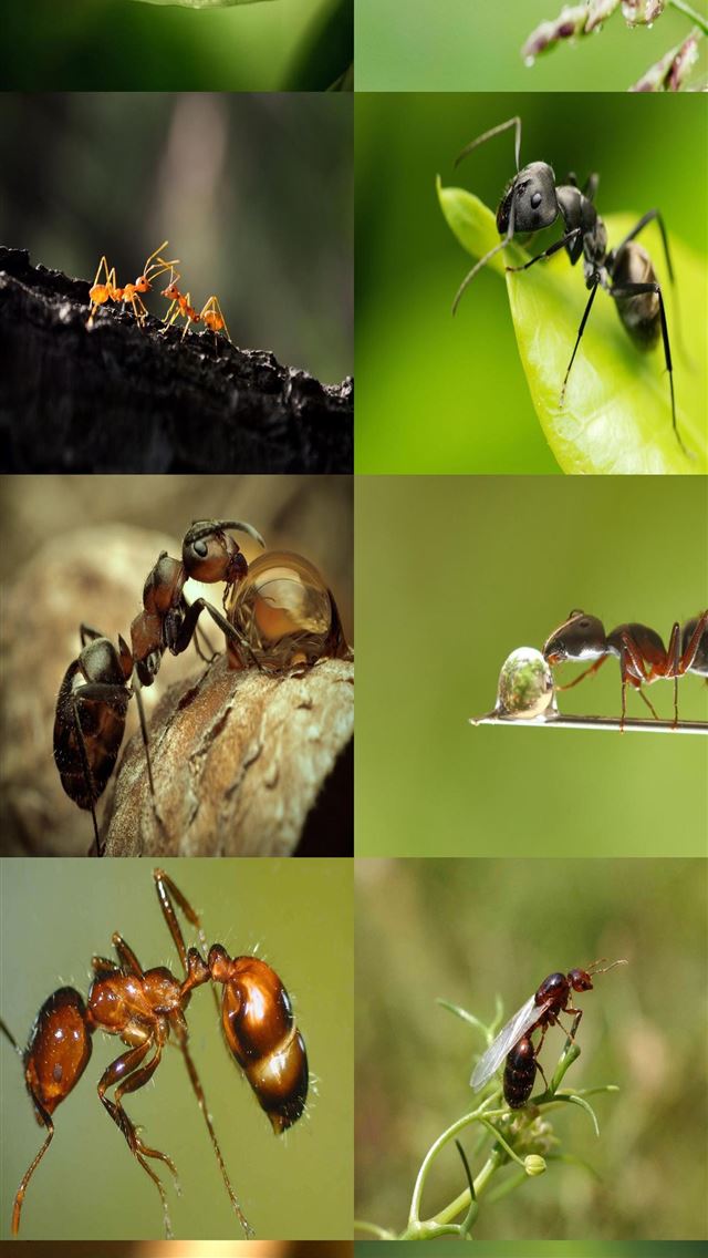 1284x2778 carpenter ant - carpenter ant iPhone Wallpaper