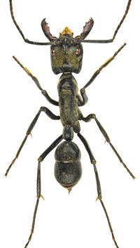 carpenter ant wallpaper
