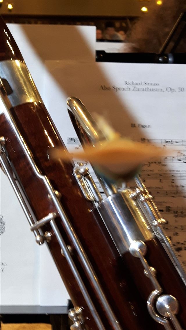 1284x2778 bassoon - bassoon iPhone Wallpaper