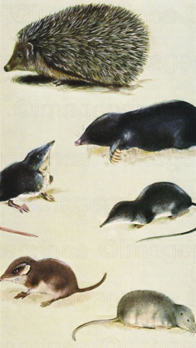 1284x2778 mole animal - mole animal iPhone Wallpaper