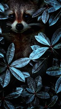 mole animal wallpaper