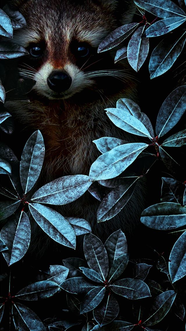 1284x2778 mole animal - mole animal iPhone Wallpaper