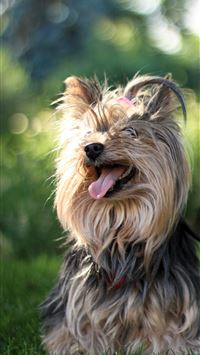 mole animal wallpaper