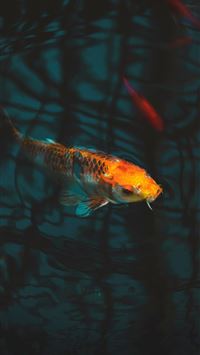 common carp wallpaper