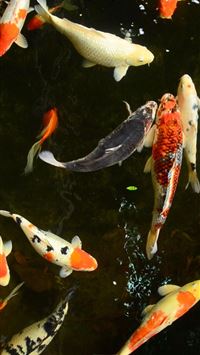 common carp wallpaper