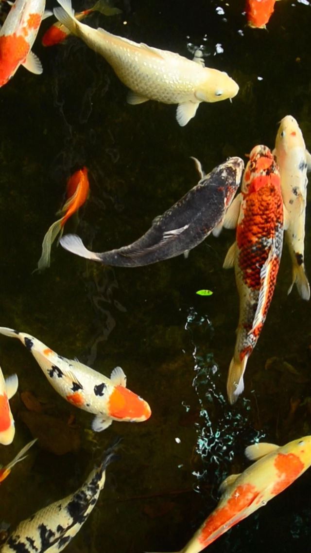 1125x2436 common carp - common carp iPhone Wallpaper