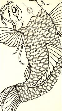 common carp wallpaper