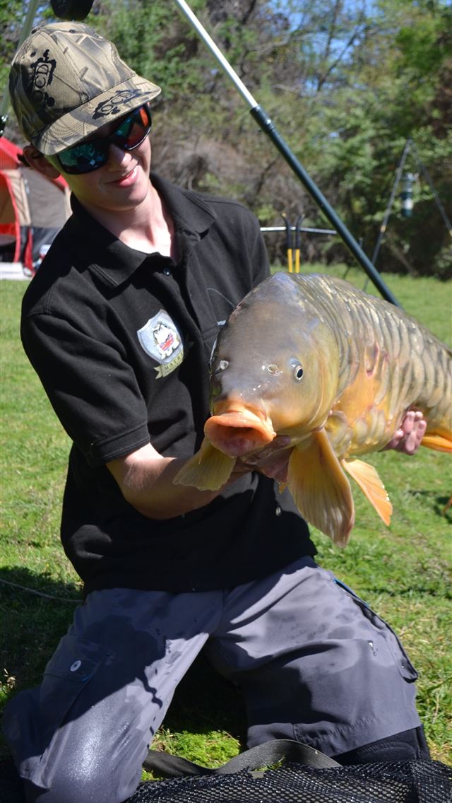 1284x2778 common carp - common carp iPhone Wallpaper
