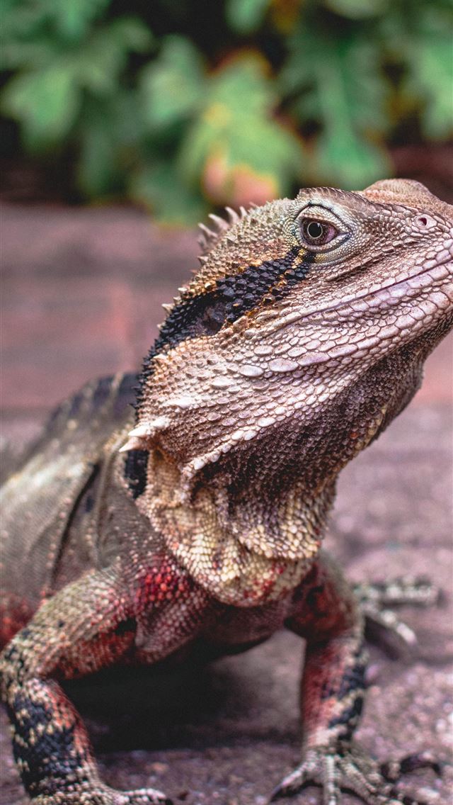 1284x2778 agamas -  iPhone Wallpaper