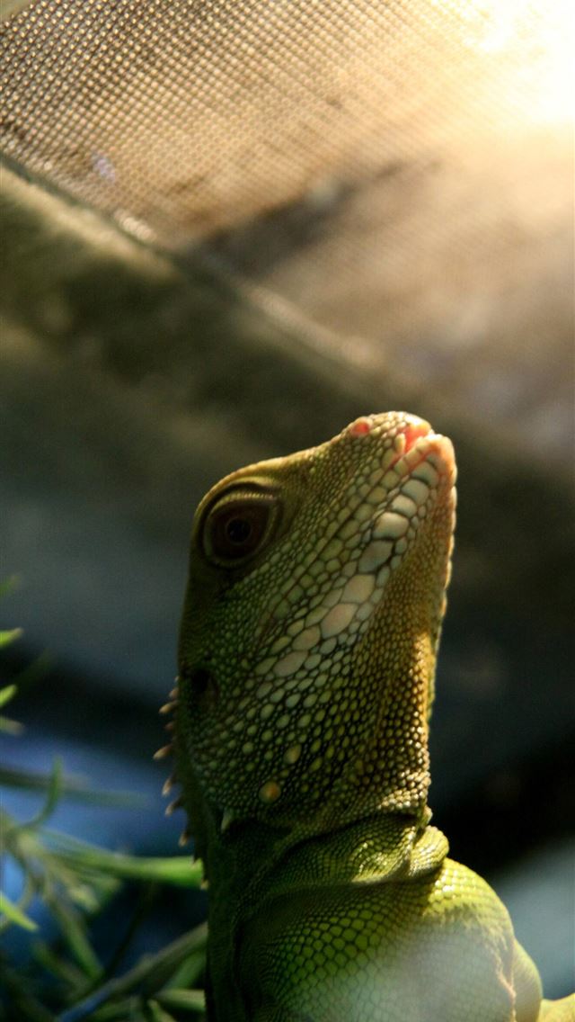 1284x2778 agamas -  iPhone Wallpaper