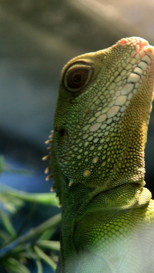 1284x2778 agamas -  iPhone Wallpaper