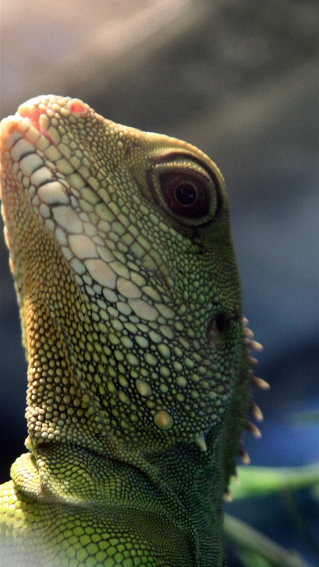 1284x2778 agamas -  iPhone Wallpaper