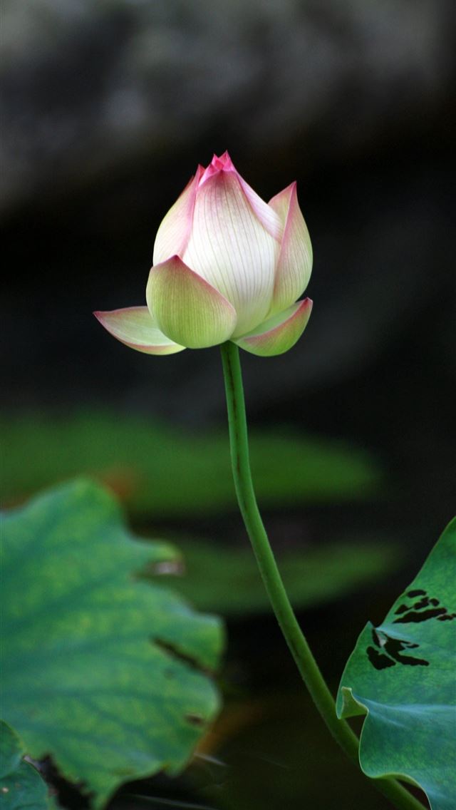 1284x2778 lotus logo - lotus logo iPhone Wallpaper