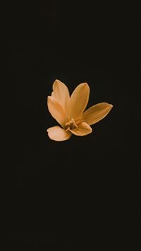 lotus logo wallpaper