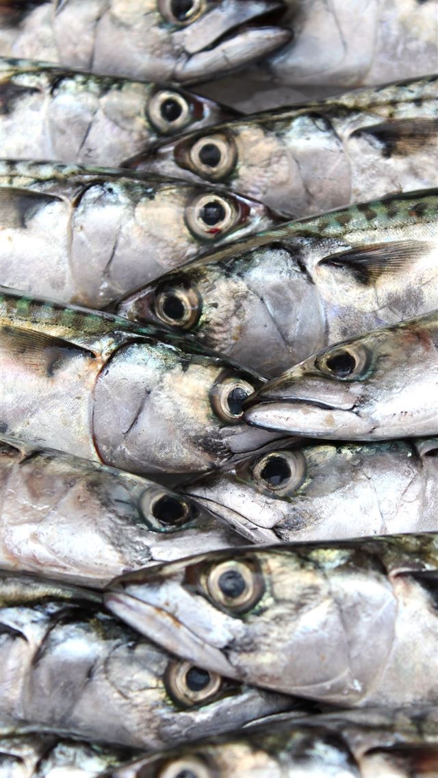 1284x2778 sardines - sardines iPhone Wallpaper