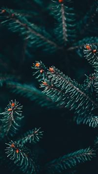 huawei y max wallpaper