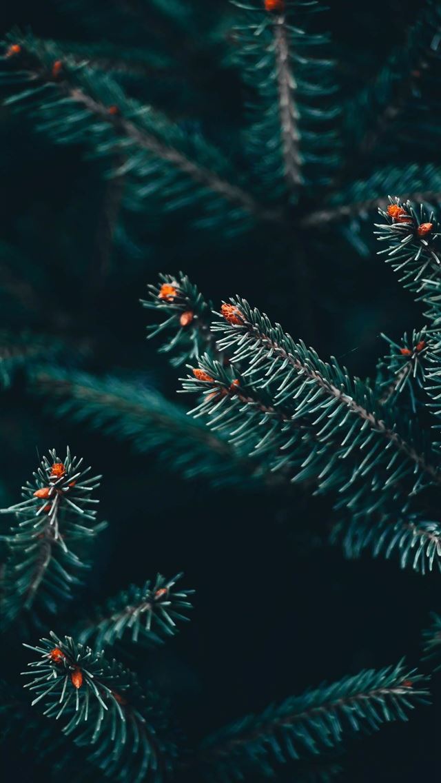 1284x2778 huawei y max - huawei y max iPhone Wallpaper