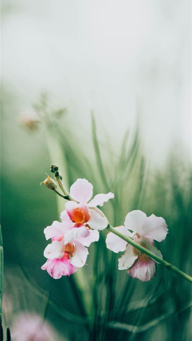 1284x2778 huawei y max - huawei y max iPhone Wallpaper
