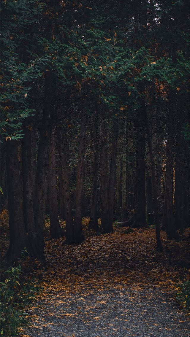 1284x2778 huawei y max - huawei y max iPhone Wallpaper