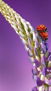 flytrap fortnite wallpaper