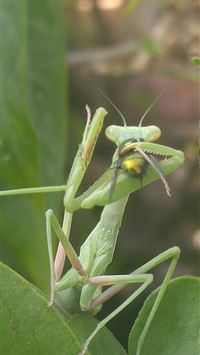 mantine hd wallpaper