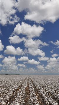 corpus christi wallpaper