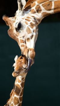 netherlands flag wallpaper