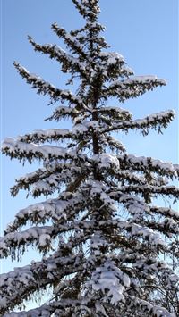 scraggy hd wallpaper