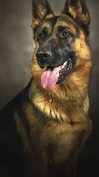 kenya flag wallpaper