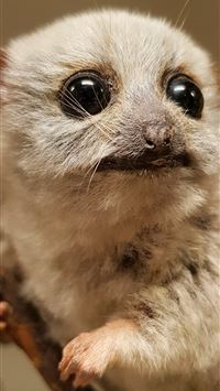 chevrotains wallpaper