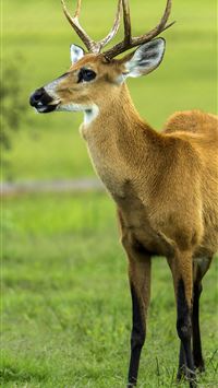 chevrotains wallpaper