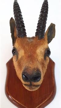 chevrotains wallpaper